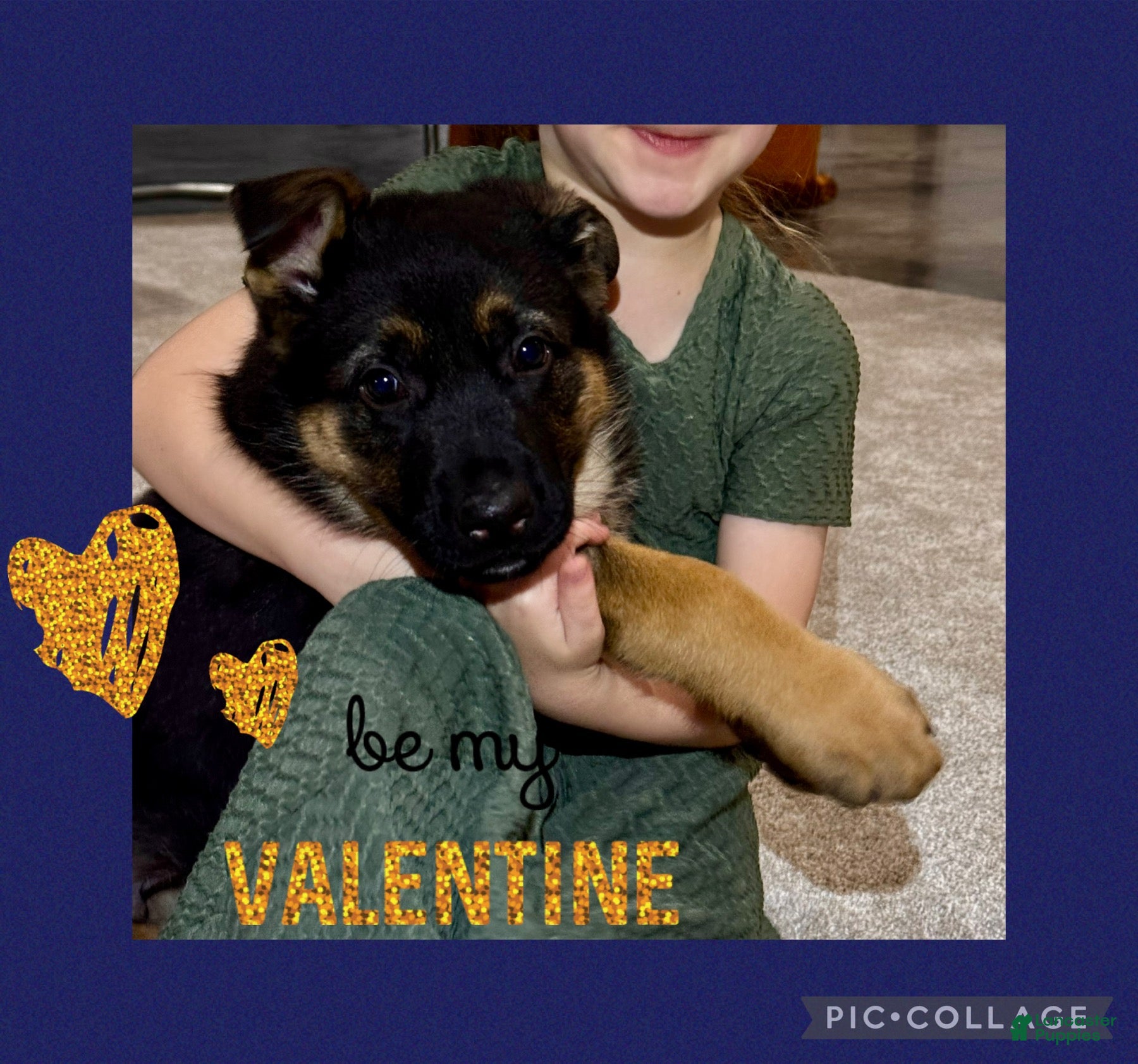 German Shepherd dogs Reno - Ad 1