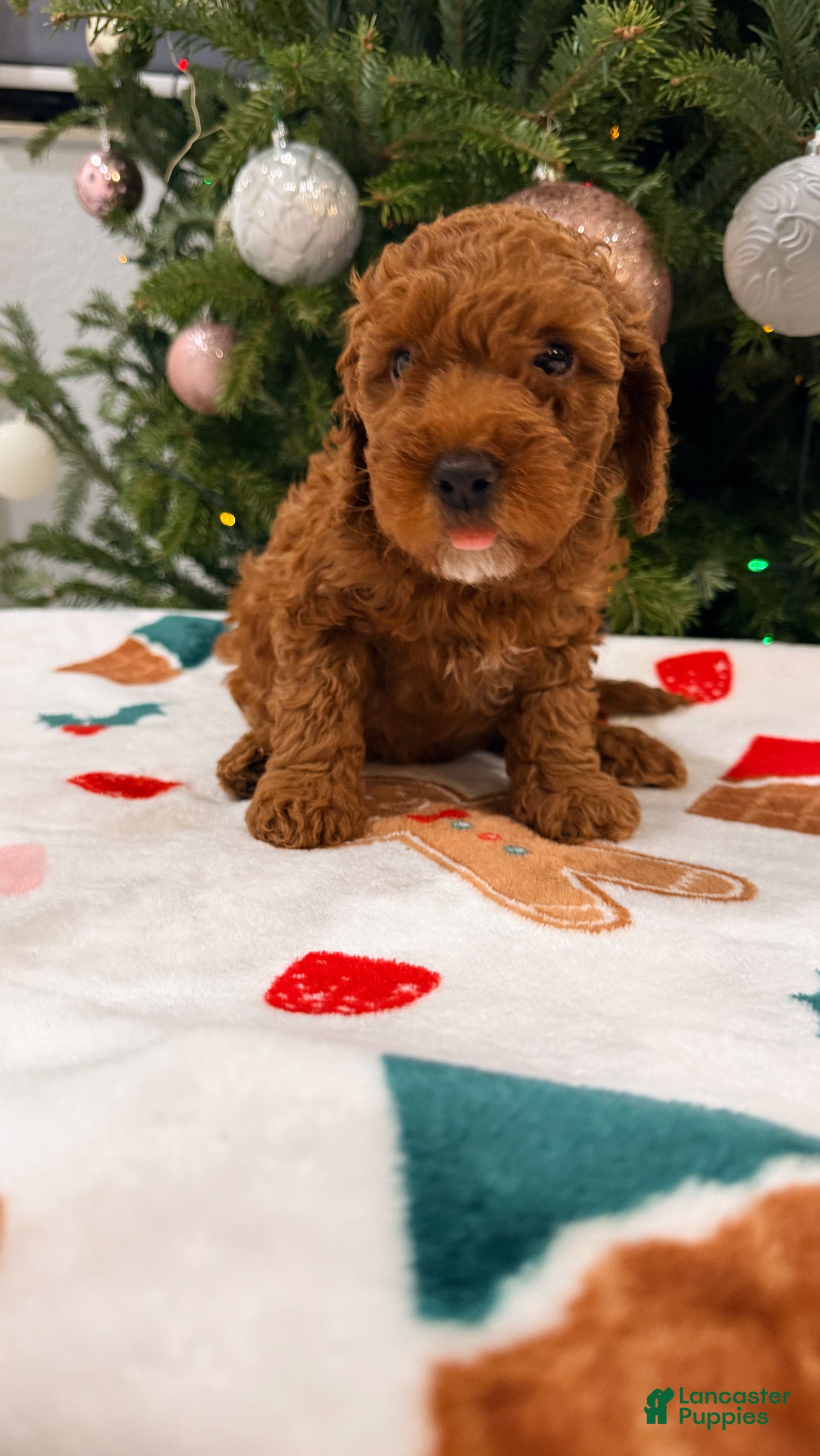 Mini Goldendoodle dogs Asher - Ad 25