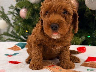Mini Goldendoodle dogs Asher - Ad 11