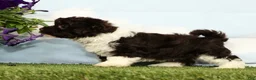 Havanese dogs for sale: Knox - Ad 3