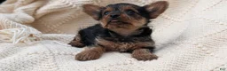 Yorkshire Terrier dogs for sale: Gemma - Ad 8