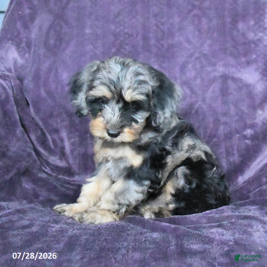Cockapoo dogs Roscoe  - Ad 2