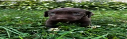 Labrador Retriever dogs for sale: Summer - Ad 14