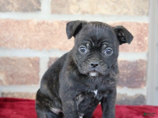 Mixed Breed dogs - Ad 37