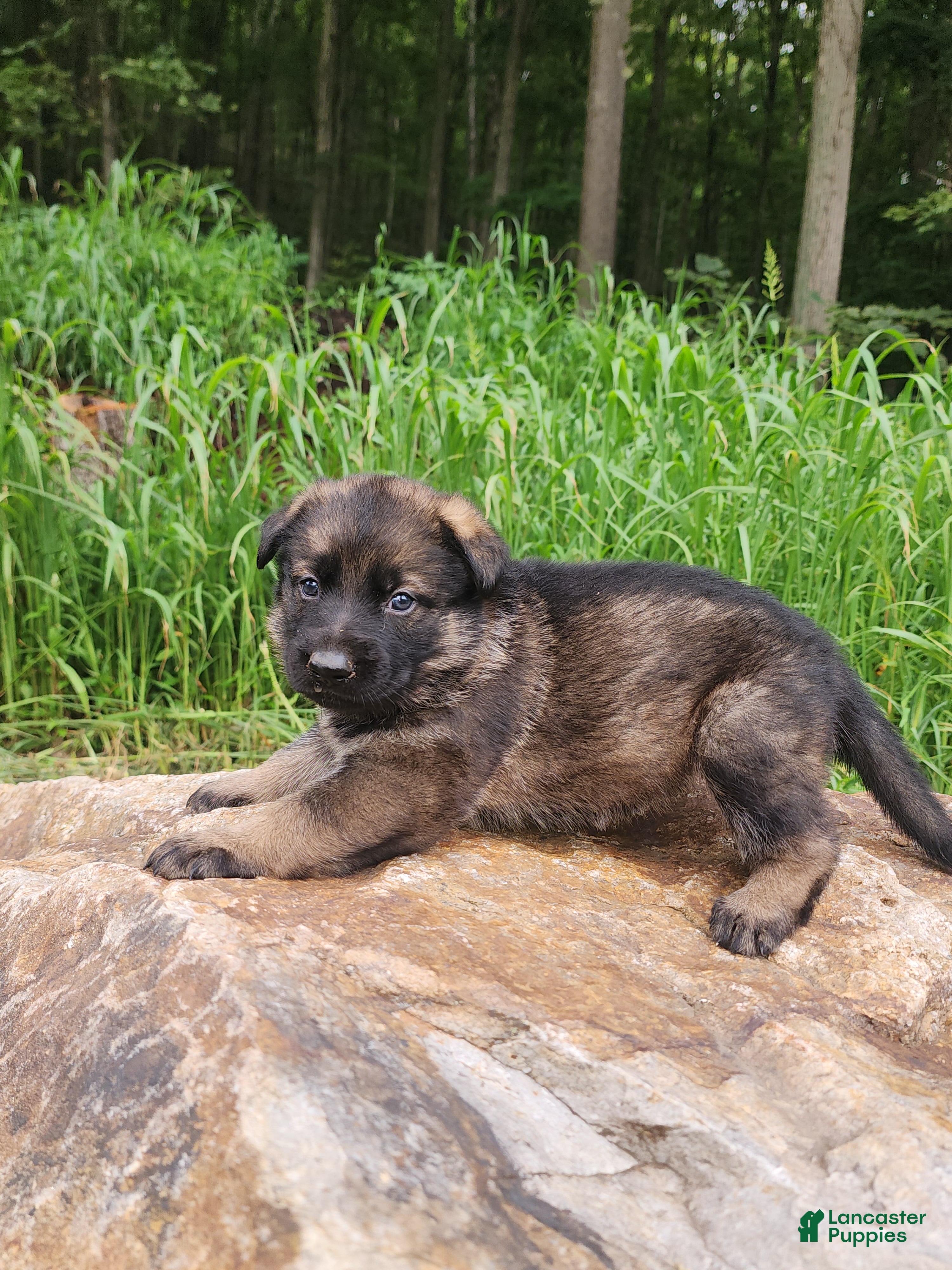 German Shepherd dogs German Shepherd 12 Taska - Ad 2