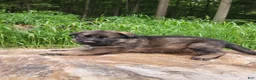 German Shepherd dogs for sale: German Shepherd 12 Taska - Ad 2