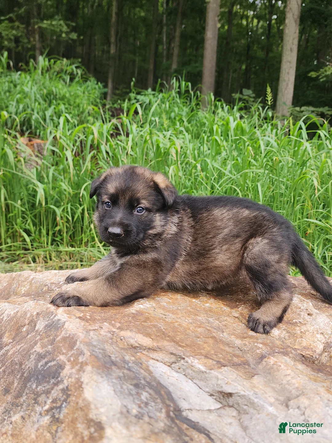 German Shepherd dogs for sale: German Shepherd 12 Taska - Ad 2