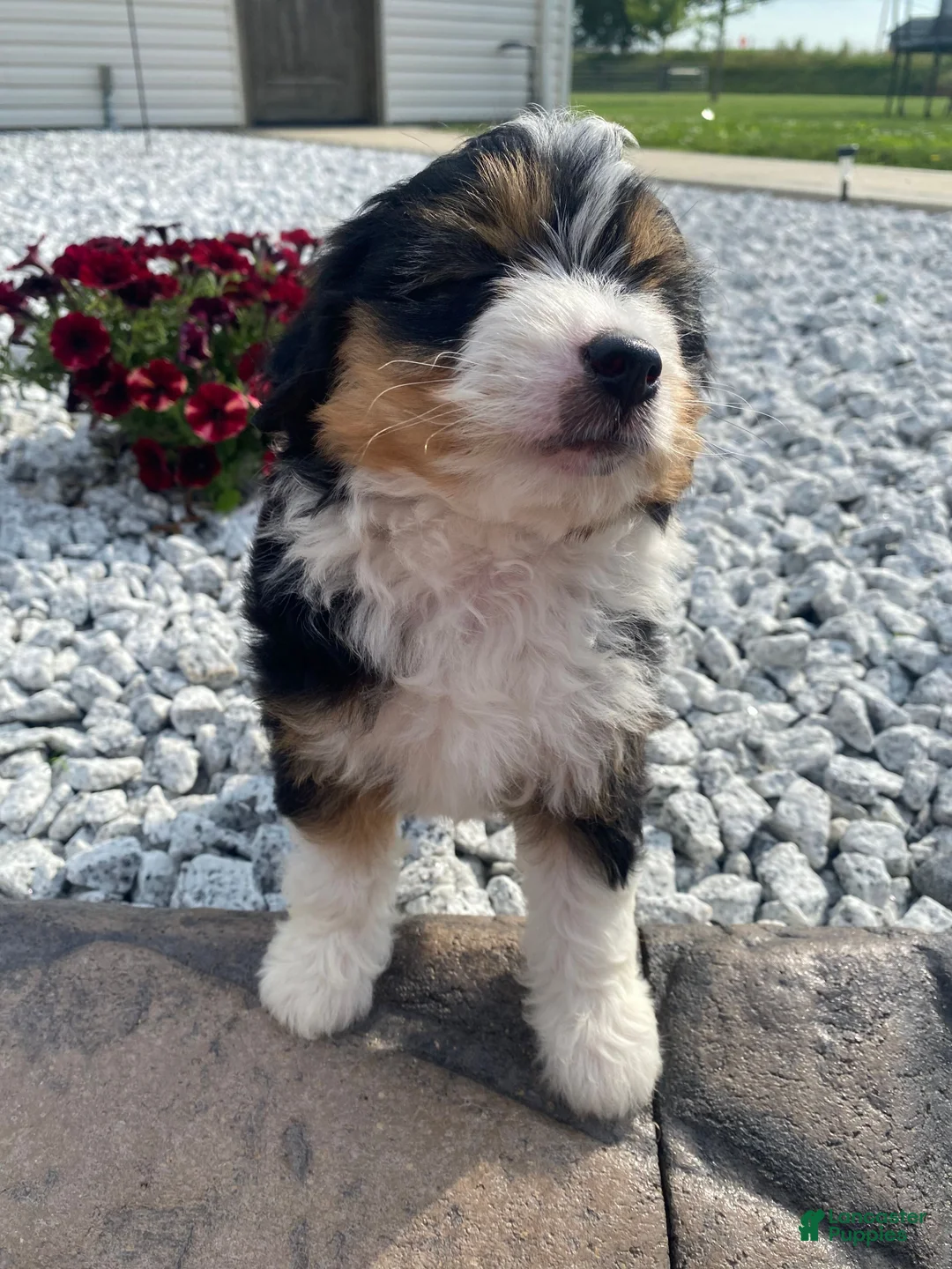 Mini Aussiedoodle dogs for sale: Kaylie - Ad 11