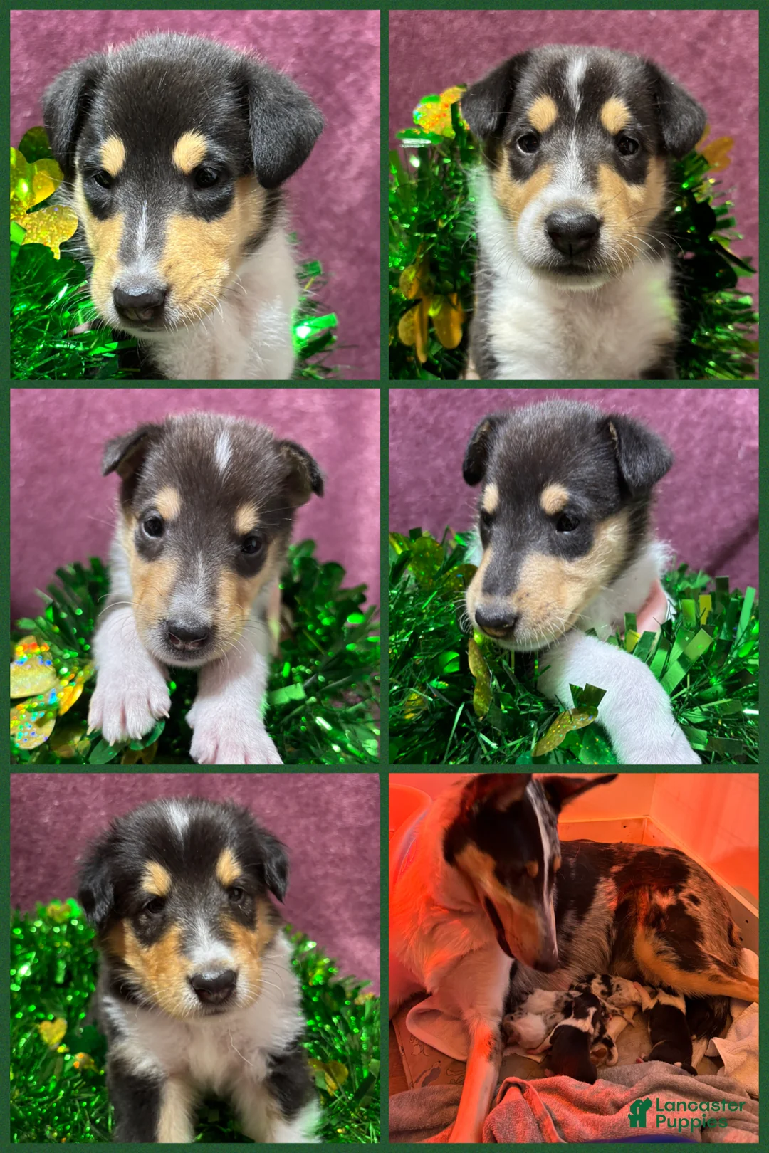 Collie dogs for sale: "Princess" - Ad 3
