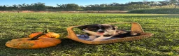 Australian Shepherd dogs for sale: Australian Shepherd 5 - Ad 2