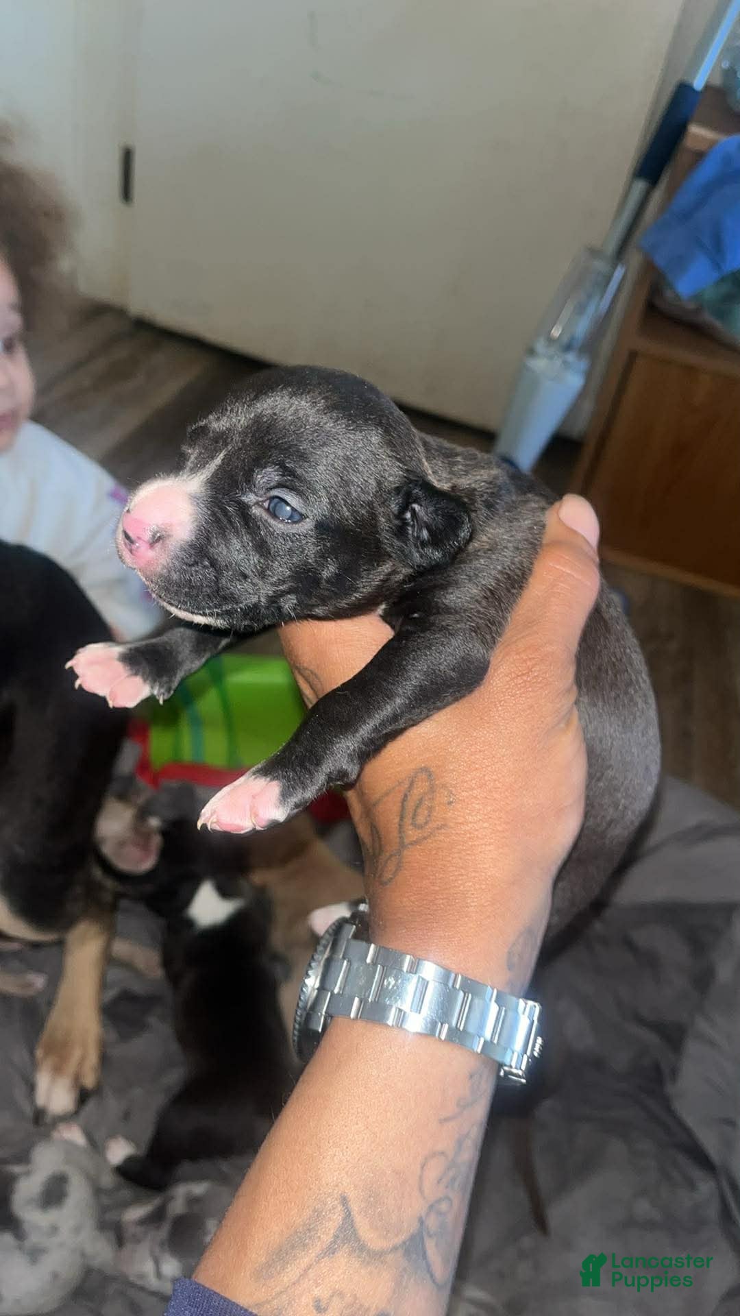 American Bully dogs for sale: American Bully Puppy 5 - Ad 3