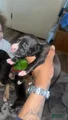American Bully Puppy 5