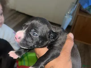 American Bully dogs American Bully Puppy 5 - Ad 18