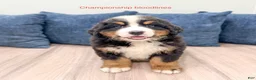 Bernese Mountain Dog dogs for sale: Maven - Ad 1