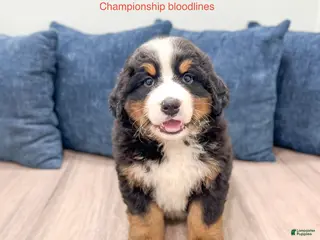 Bernese Mountain Dog dogs for sale: Maven - Ad 4