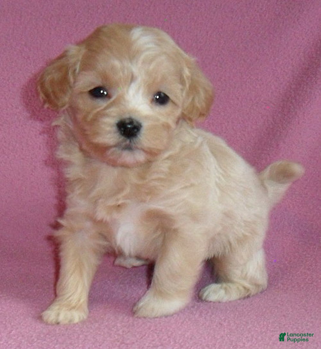 Shihpoo dogs for sale: Pixie - Ad 6