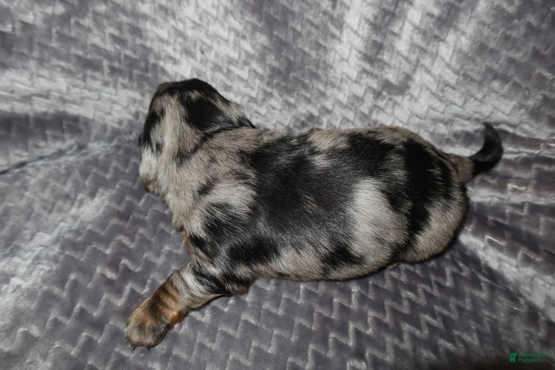 Dachshund dogs for sale: Dachshund Puppy 1 - Ad 2