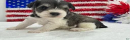 Miniature Schnauzer dogs for sale: Marsha Female 1 - Ad 3