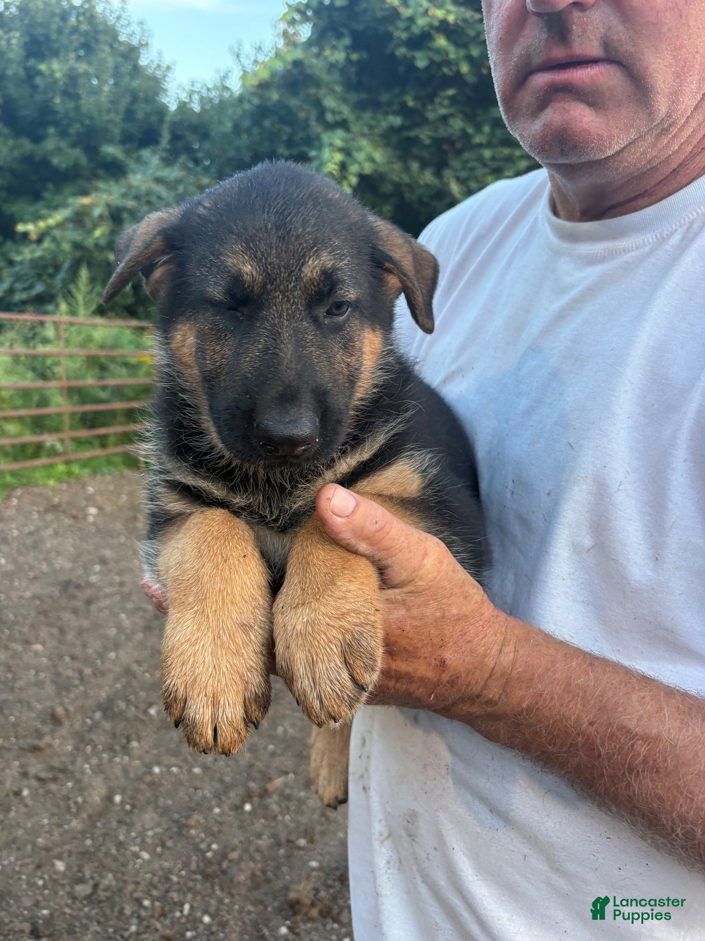 German Shepherd dogs German Shepherd 4 - Ad 30