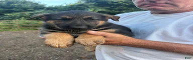 German Shepherd 4