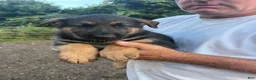 German Shepherd dogs for sale: German Shepherd 4 - Ad 1