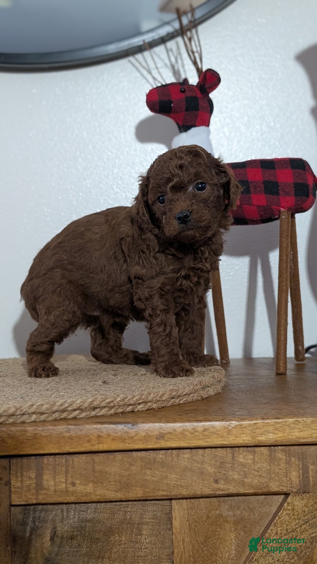 Miniature Poodle dogs for sale: Mason - Ad 7