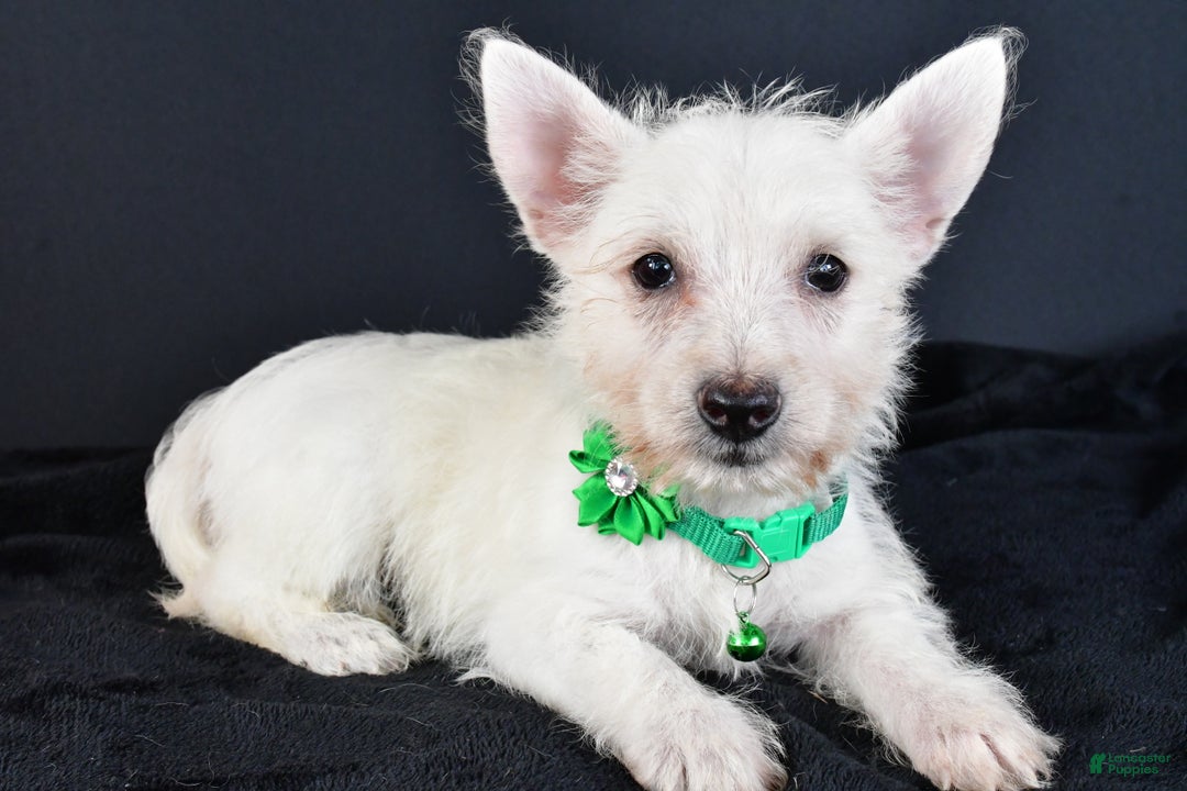 West Highland Terrier dogs for sale: Mae - Ad 4
