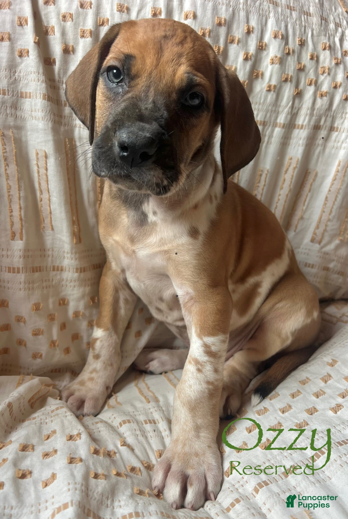 Great Dane dogs Doc Holliday - Ad 13