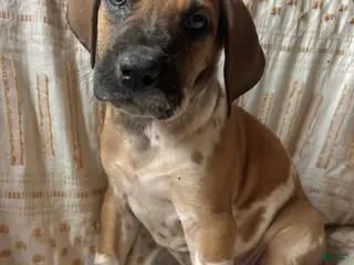 Great Dane dogs Doc Holliday - Ad 13