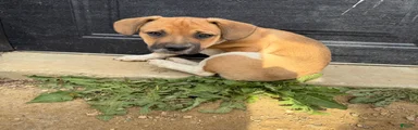 Mixed Breed Puppy 2