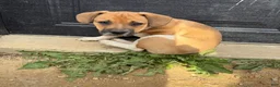 Mixed Breed dogs for sale: Mixed Breed Puppy 2 - Ad 1
