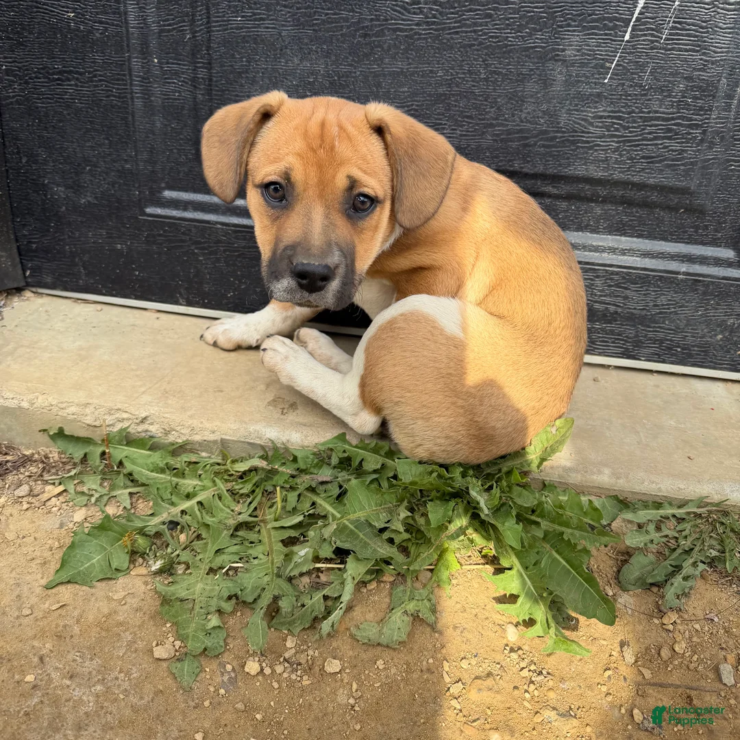 Mixed Breed dogs for sale: Mixed Breed Puppy 2 - Ad 1
