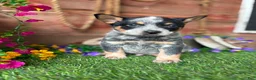 Australian Cattle Dog dogs for sale: Johnny - Ad 5