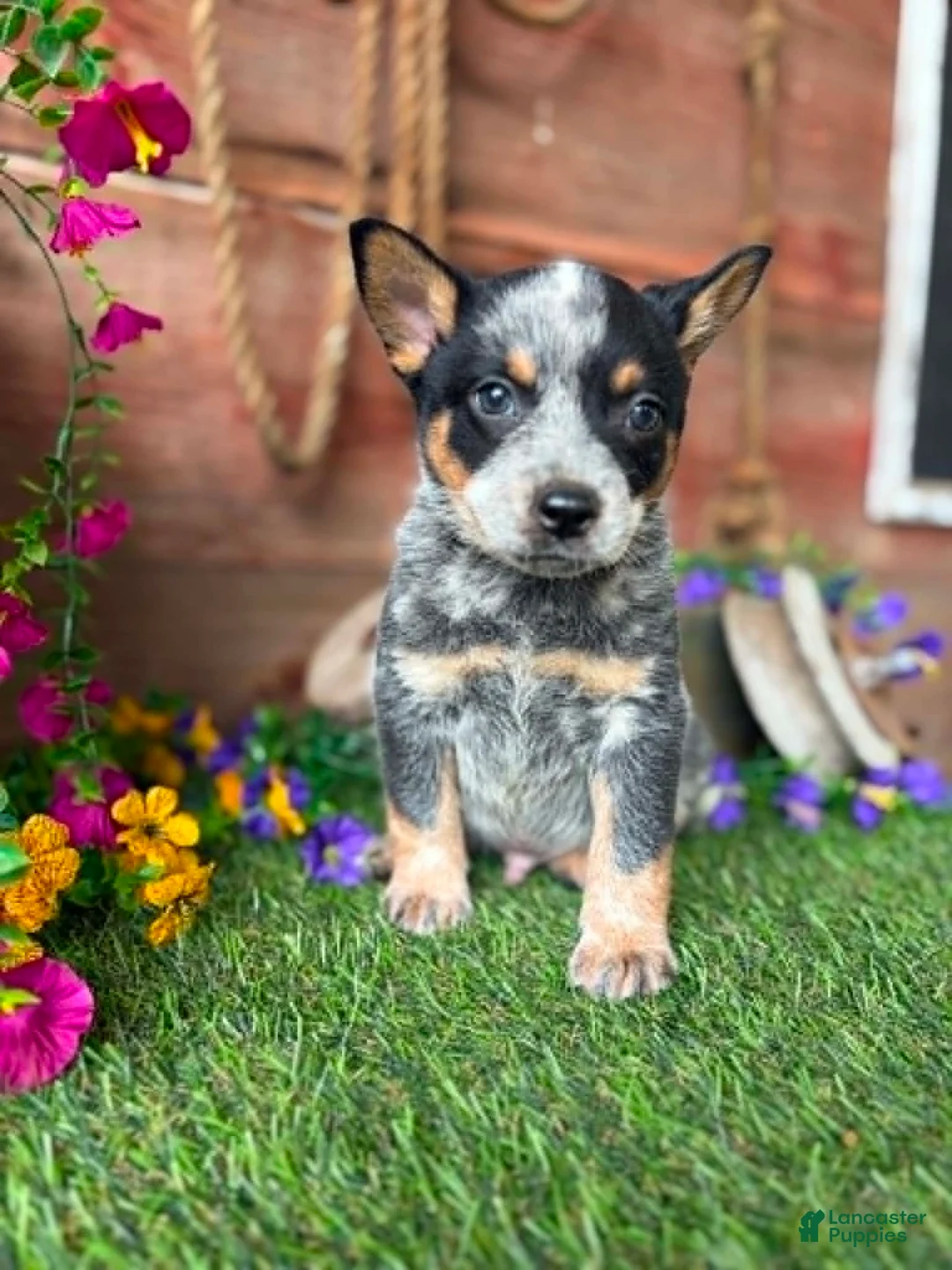 Australian Cattle Dog dogs for sale: Johnny - Ad 5