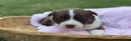 Mixed Breed dogs for sale: Teal collar  - Ad 3