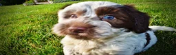 Havapoo dogs for sale: Chippy - Ad 17