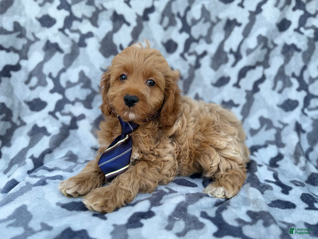 Cockapoo dogs for sale: Comet - Ad 6