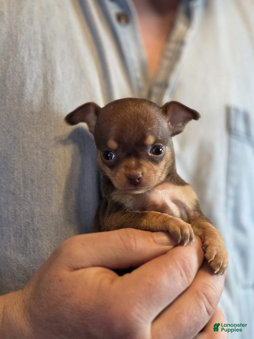 Chihuahua dogs for sale: Milk Choco Nugget  - Ad 6