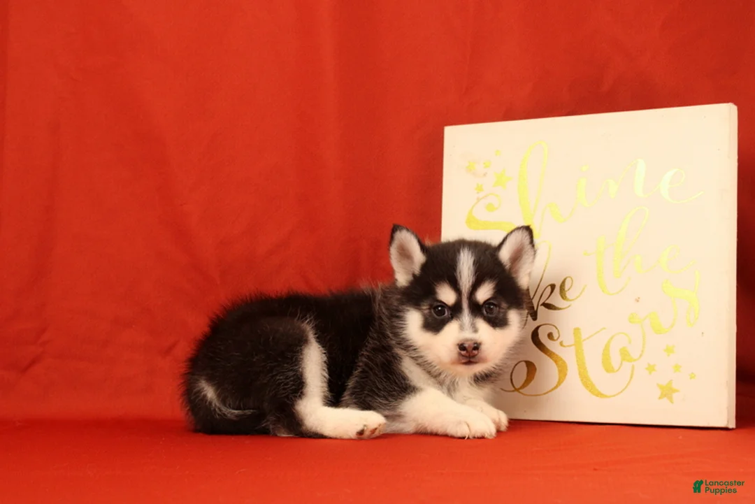 Pomsky dogs for sale: Zeke - Ad 4
