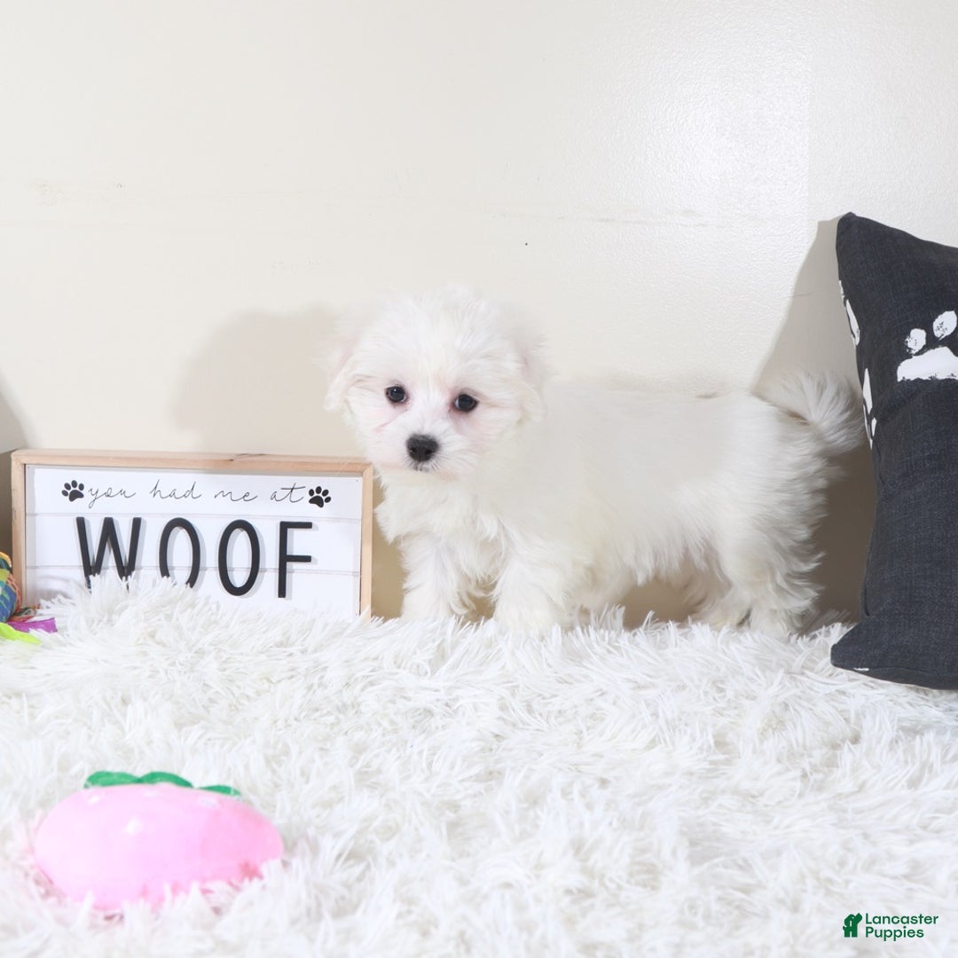 Maltese dogs for sale: Maltese Puppy Buttercup  - Ad 1