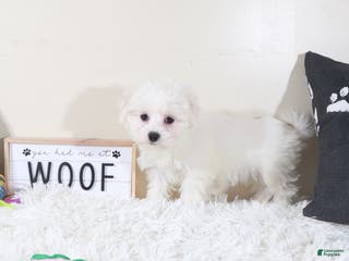 Maltese dogs Maltese Puppy Buttercup - Ad 19