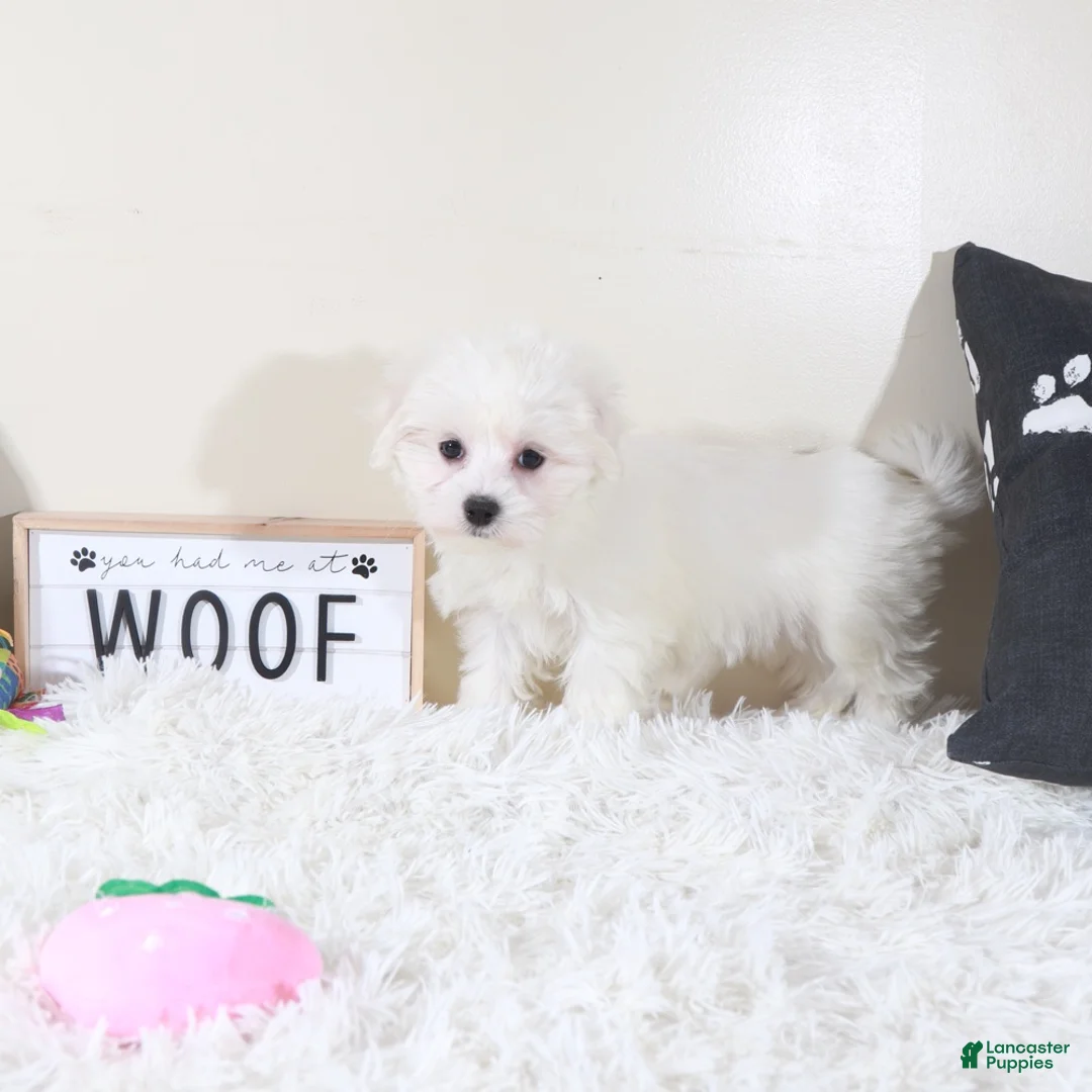 Maltese dogs for sale: Maltese Puppy Buttercup  - Ad 1