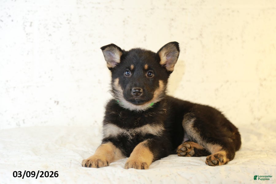 German Shepherd dogs Maggy - Ad 2