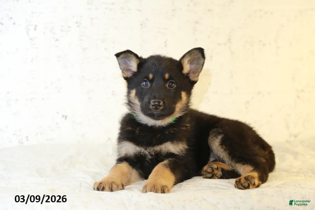 German Shepherd dogs for sale: Maggy - Ad 2