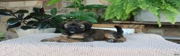 Whoodle dogs for sale: Lisa - Ad 4