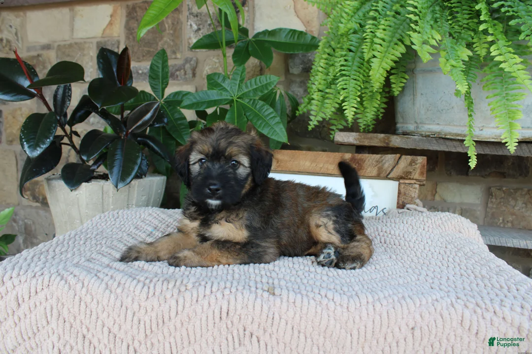 Whoodle dogs for sale: Lisa - Ad 4