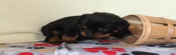 Rottweiler dogs for sale: King - Ad 2