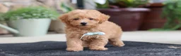 Maltipoo dogs for sale: Kevin - Ad 1