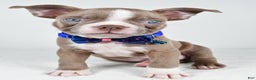 Boston Terrier dogs for sale: Yale - Ad 6
