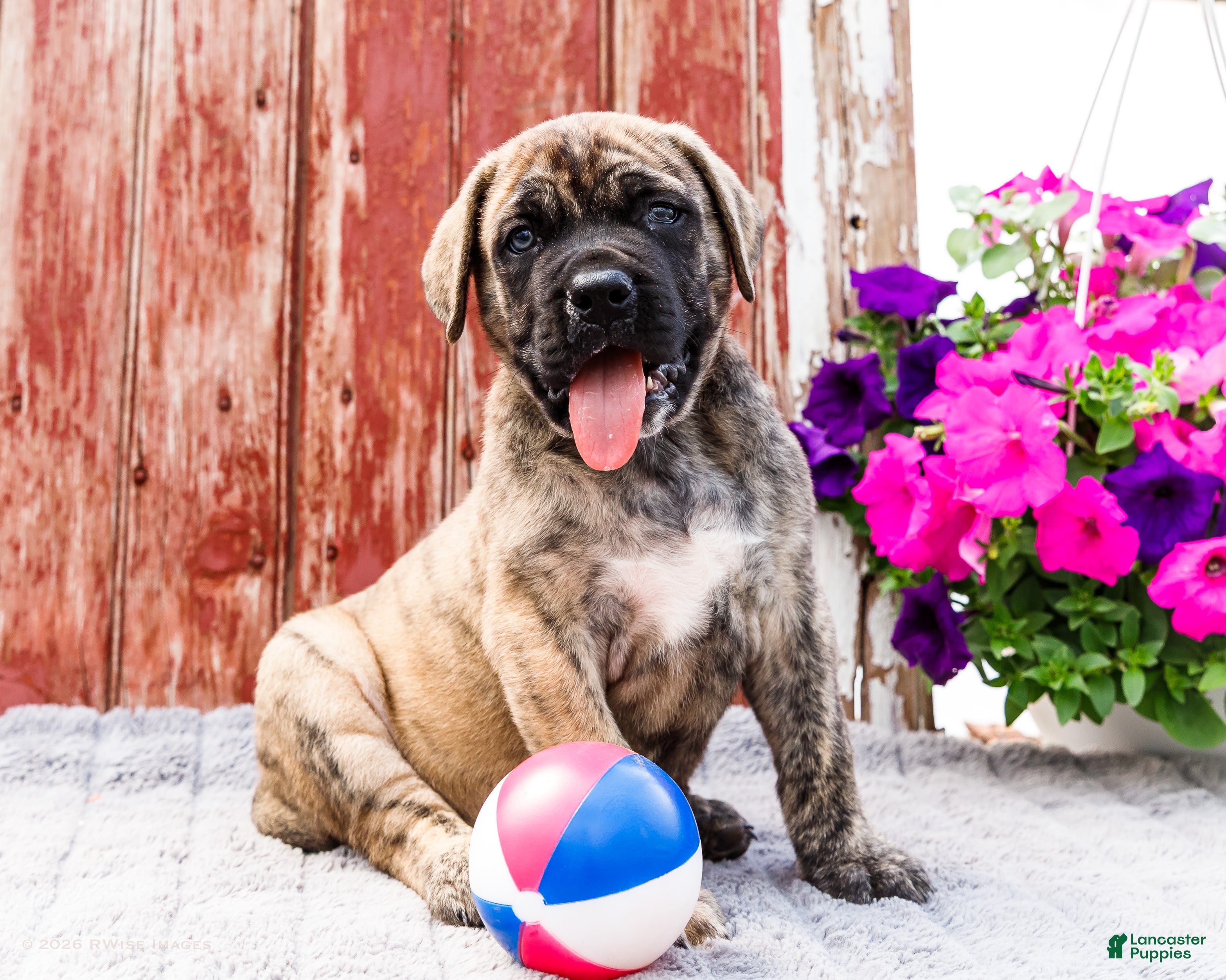 English Mastiff dogs for sale: Paul - Ad 2